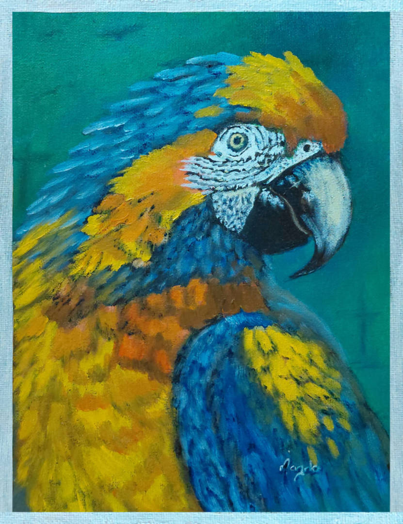 Blue and Yellow Macaw